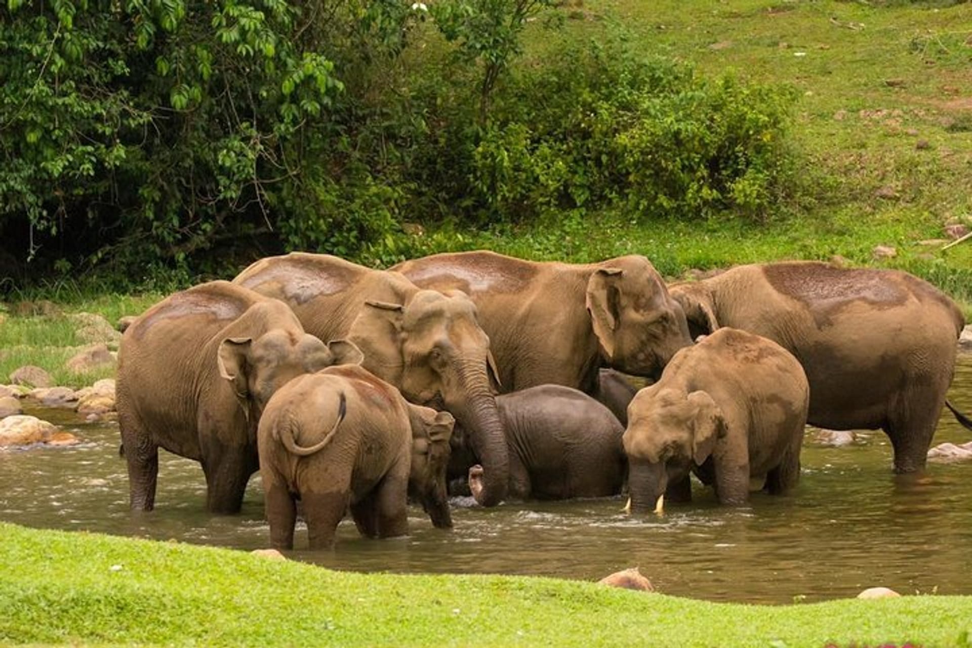 Wild elephants drinking at Anakulam streams