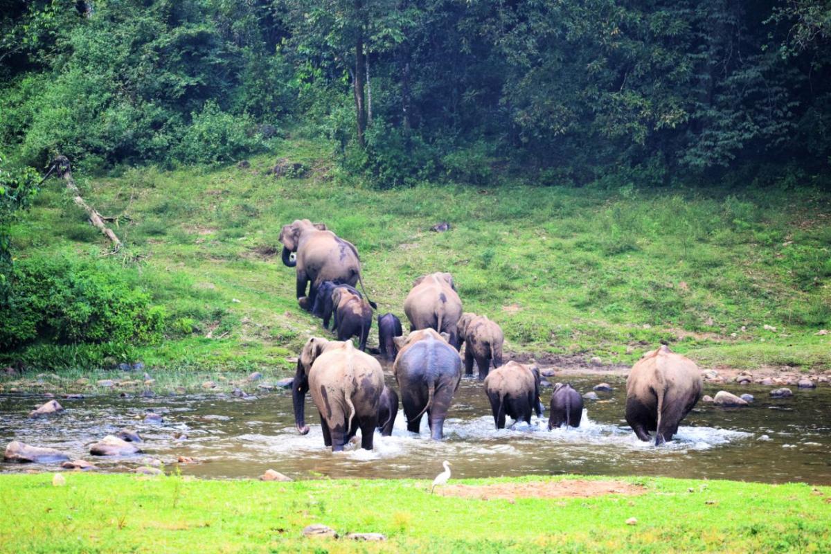 Wild elephants at Anakulam Elephant's Pond